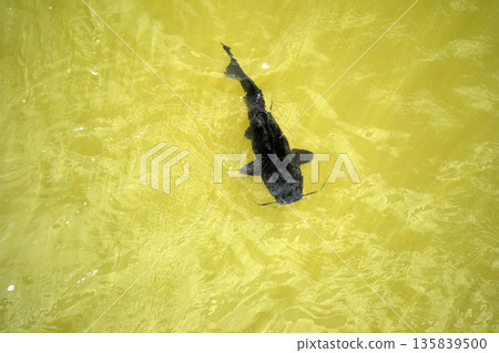 catfish in iguazu river falls 135839500