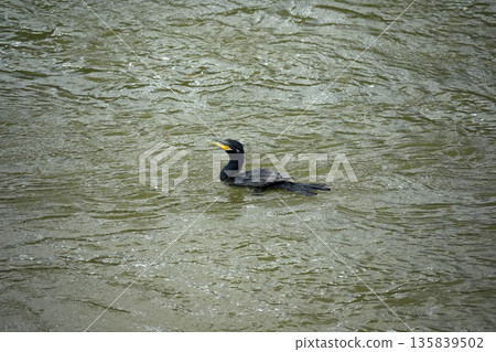 rainforest cormorant in iguazu river falls 135839502