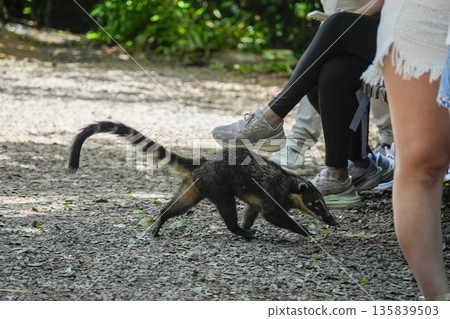 Wild Coati in Iguazu falls attacking tourist bag for food 135839503