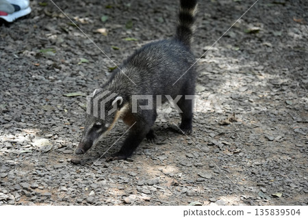 Wild Coati in Iguazu falls 135839504