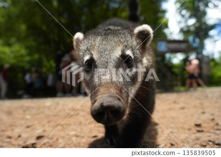 Close up of Wild Coati in Iguazu falls 135839505