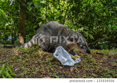 Wild Coati in Iguazu falls attacking tourist bag for food 135839508