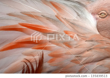 pink flamingo close up detail pink flamingo close up detail 135839513