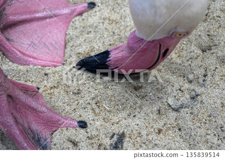 pink flamingo close up detail 135839514