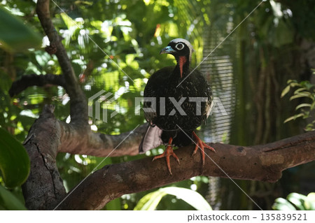 Jacutinga Yacutinga black fronted piping guan in brazilian rainforest 135839521