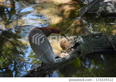 Jacana spinosa Northern Jacana in brazilian rainforest building its nest 135839522