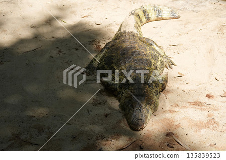 brazilian rainforest caiman close up brazilian rainforest caiman close up 135839523