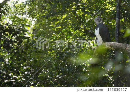 Harpy Eagle Harpia harpyja bird in an aviary 135839527