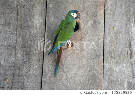 Green and Corlorful rainforest parrot bird detail Green and Corlorful rainforest parrot bird detail 135839529