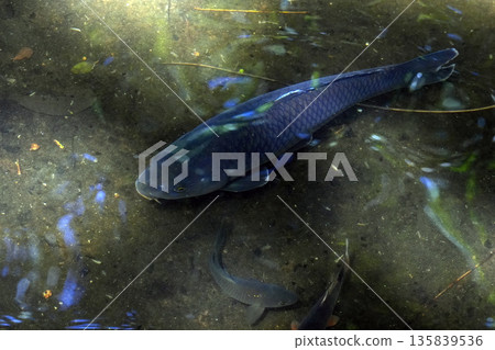 Cyprinus carpio fish in rainforest 135839536