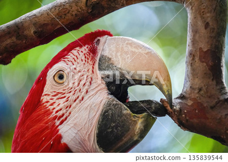 ara ara coloful parrot bird 135839544