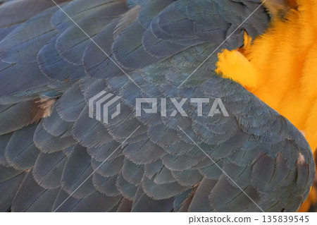 detail of ara ara coloful parrot bird detail of ara ara coloful parrot bird 135839545