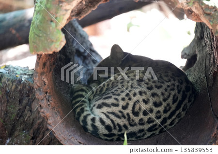 Ocelot in rainforest rehabilitation center Ocelot in rainforest rehabilitation center 135839553