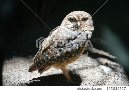 Burrowing Owl Athene cunicularia in brazil rainforest Burrowing Owl Athene cunicularia in brazil rainforest 135839557
