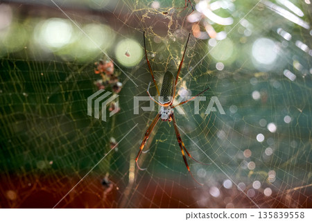 Female richonephila clavipes, commonly known as the golden silk orb-weaver or banana spider Female richonephila clavipes, commonly known as the golden silk orb-weaver or banana spider 135839558
