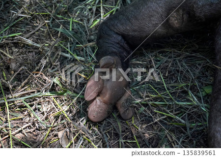 detail of leg of rainforest tapir resting on the ground 135839561