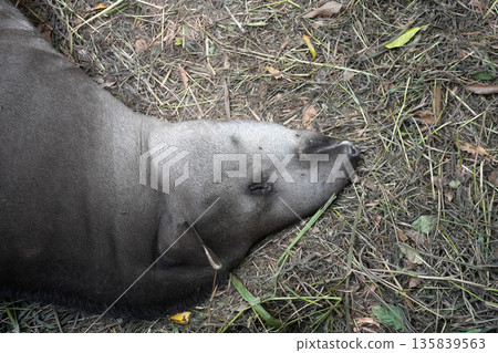 rainforest tapir resting on the ground 135839563