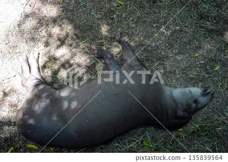 rainforest tapir resting on the ground 135839564