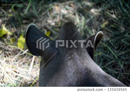 rainforest tapir resting on the ground 135839565