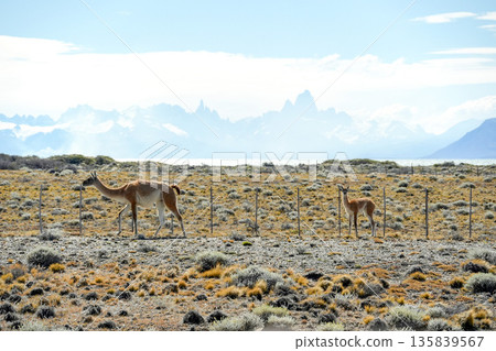 Mother and calf Patagonia Guanaco wild animal like lama in Argentina el calafate el chanten road 135839567