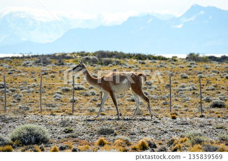 Patagonia Guanaco wild animal like lama in Argentina el calafate el chanten road Patagonia Guanaco wild animal like lama in Argentina el calafate el chanten road 135839569