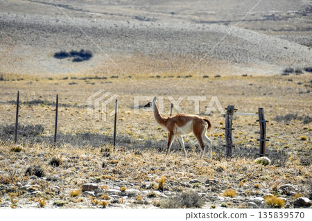 Baby Patagonia Guanaco wild animal like lama in Argentina el calafate el chanten road 135839570