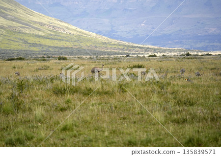 patagonia nandu bird father with babies patagonia nandu bird father with babies 135839571