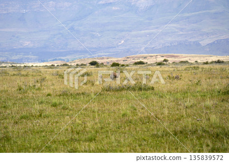 patagonia nandu bird father with babies patagonia nandu bird father with babies 135839572