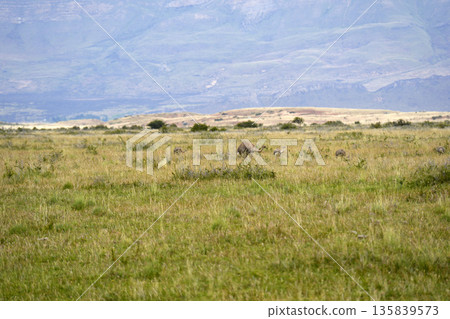 patagonia nandu bird father with babies 135839573