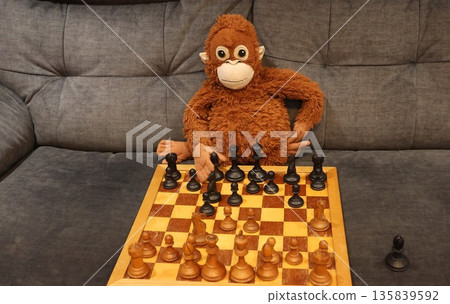 A stuffed monkey is playing a game of chess on a wooden board A stuffed monkey is playing a game of chess on a wooden board 135839592