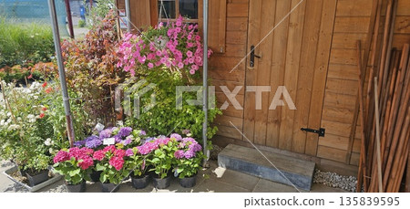 Colorful potted flowers and leafy plants displayed outside a wooden garden shed. 135839595