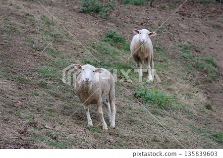 Two sheep are standing on a hillside Two sheep are standing on a hillside 135839603