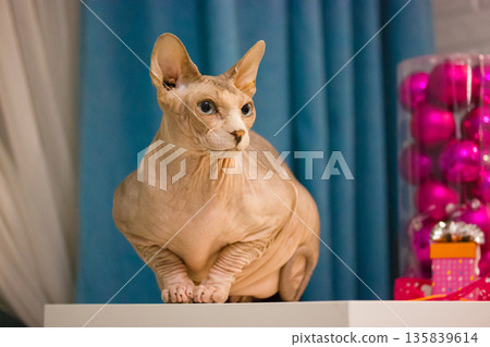 Canadian Sphynx cat in a cozy indoor setting, with bright pink Christmas ornaments creating a festive background. The image, with a unique artistic flair, perfect for holiday, pet, lifestyle concepts. 135839614