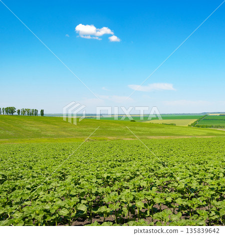 Scenic Green Farmland With Fresh Sunflower Seedlings Beneath Clear Blue Sky Scenic Green Farmland With Fresh Sunflower Seedlings Beneath Clear Blue Sky 135839642