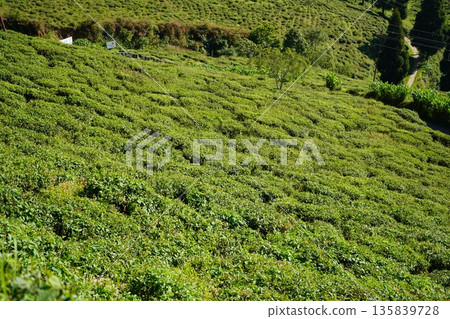 Lush Green Tea Plantation Terraced Hills in Darjeeling India 135839728