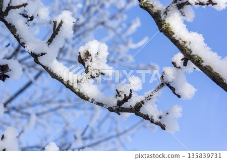 Snow-covered branches on a clear and frosty day Snow-covered branches on a clear and frosty day 135839731
