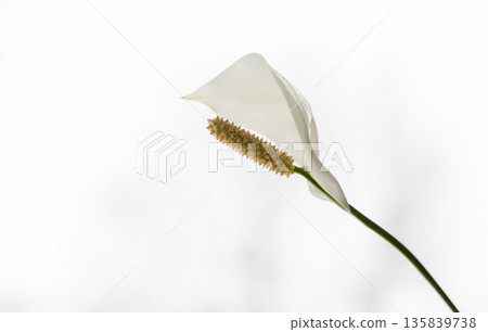 The elegant plant is the lily of the world, symbolizing purity and serenity. It is ideal The elegant plant is the lily of the world, symbolizing purity and serenity. It is ideal 135839738