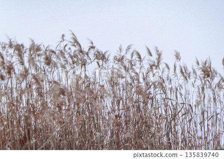 A thicket of dead reeds at the swan landing grounds in Morioka City, Iwate Prefecture 135839740