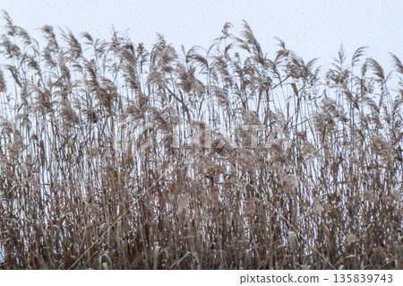 岩手縣盛岡市天鵝停泊處的一片枯死蘆葦叢 135839743