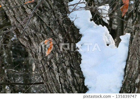 冬日的栗樹，葉子枯萎卻不脫落，積雪仍留在栗樹上。 135839747