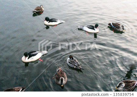 A variety of waterfowl spend the winter at the swan migration site in Morioka City, Iwate Prefecture A variety of waterfowl spend the winter at the swan migration site in Morioka City, Iwate Prefecture 135839754