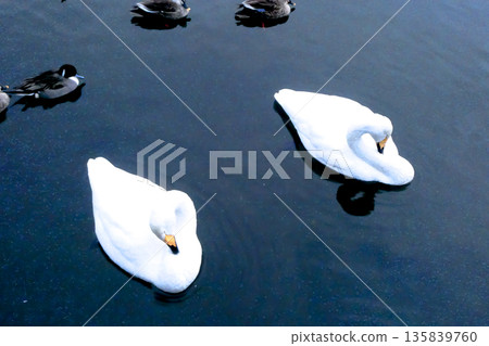 A pair of whooper swans dozing off while swimming in Takamatsu Pond, Morioka City, Iwate Prefecture 135839760