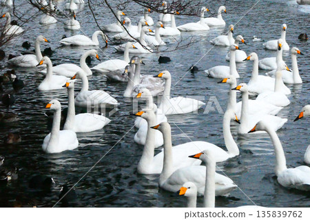 A flock of whooper swans waiting for bread at Takamatsu Pond, a swan migration site in Morioka City, Iwate Prefecture 135839762