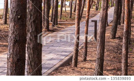 Modern paved walkway winding through pine forest Modern paved walkway winding through pine forest 135839893