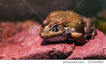 Detailed macro of frog on pink stone Detailed macro of frog on pink stone 135839900