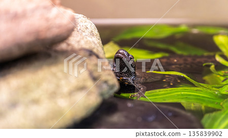 Black spotted newt swimming in shallow water Black spotted newt swimming in shallow water 135839902