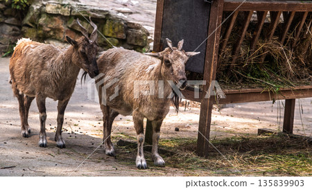 Two mountain goats standing near hay feeder 135839903