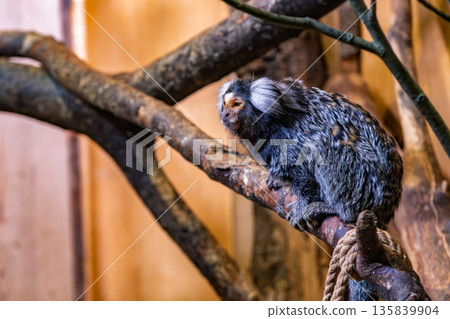 Small marmoset monkey sitting on wooden branch 135839904