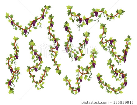 Grape bunches set. Cluster of berries and leaves. Grape vines, decorative climbing plants. Fruits, growing healthy food isolated on white background Grape bunches set. Cluster of berries and leaves. Grape vines, decorative climbing plants. Fruits, growing healthy food isolated on white background 135839915