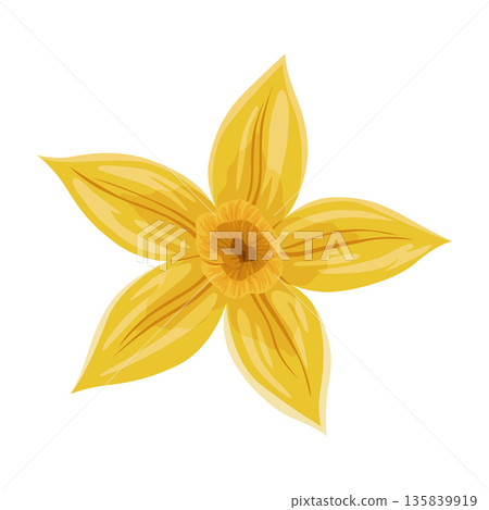 Vanilla flower. Realistic vector isolated design element. Nature spice. Yellow blossom with drops 135839919